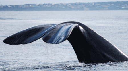 Whale Watching & Marine Safari Gansbaai